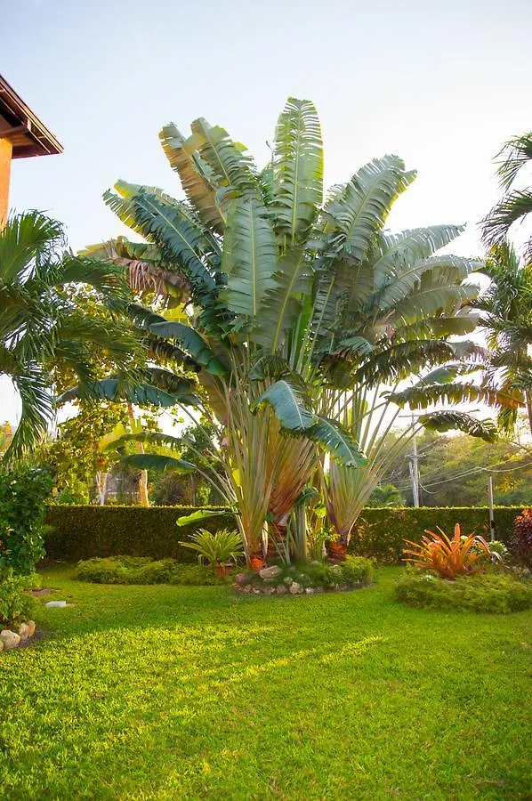 Bed & Breakfast Pen Hall Bnb Ocho Rios